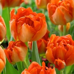 Monte Orange Tulpe - 5 Stk - 