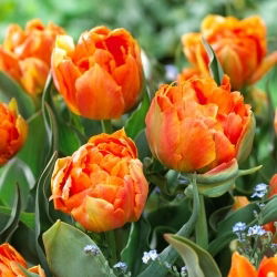 Orca-Tulpe - 5 Stk - 