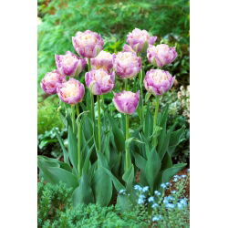 Sweet Desire tulp - XXXL pak 250 st - 