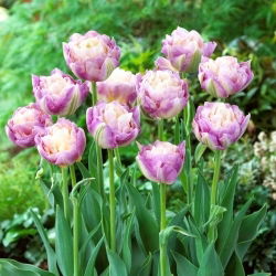 Tulipano Sweet Desire - 5 pz
