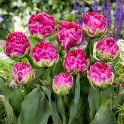 Wicked in Pink tulip - 5 pz