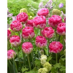 Tulipano rosa - 5 pz