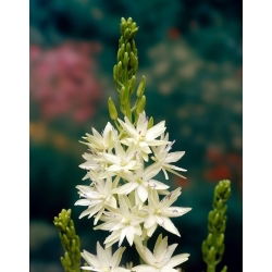 Great camas Semiplena - 2 kom; velike kame