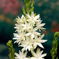 Great camas Semiplena - XXL pakiranje 100 kom; velike kame