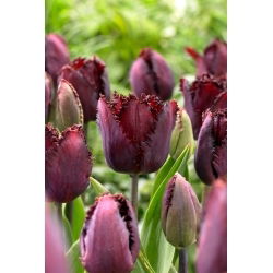 Black Jewel tulipan - 5 stk