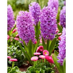 Zambila Purple Voice - 3 buc.