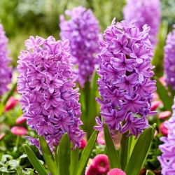 Zambila Purple Voice - 3 buc.