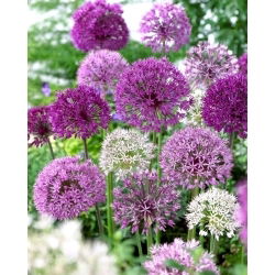 Allium mix cipolla ornamentale - 3 pz