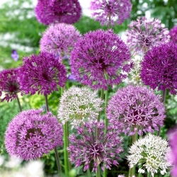 Allium mix cipolla ornamentale - 3 pz