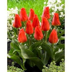 Tulipán 'Miramare' - 5 ks