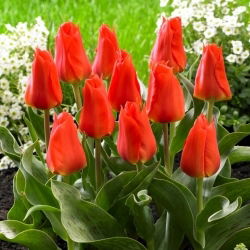 Tulipán 'Miramare' - 5 ks