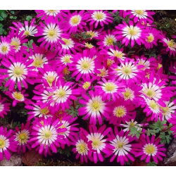 Anemone Pink Star - pachet XXXL - 400 buc.