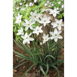 Ipheion Alberto Castillo - Spomladanska zvezda Alberto Castillo - XXXL pakiranje - 500 kom