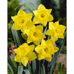 Narcissus Golden Harvest - Daffodil Golden Harvest - XXXL pack  250 pcs