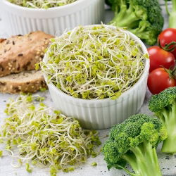 Parsakaali ituja - Brassica oleracea - siemenet