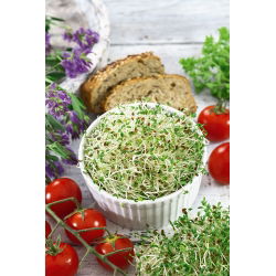 Ituja - siemeniä - Sinimailanen - Medicago sativa - siemenet