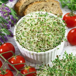 Ituja - siemeniä - Sinimailanen - Medicago sativa - siemenet
