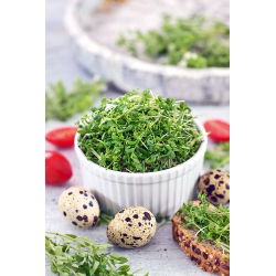 Vihanneskrassi - 2250 siemenet - Lepidium sativum