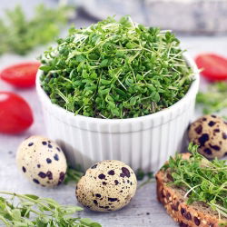 Vihanneskrassi - 2250 siemenet - Lepidium sativum