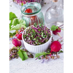 Radise - China Rose - Raphanus sativus L. - siemenet