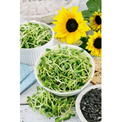 Ituja - siemeniä - Auringonkukka - Helianthus annuus - siemenet