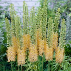 Himalayan foxtail lily - Romance -  large package! - 10 pcs; Himalayan desert candle