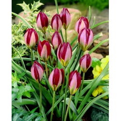 Tulip Red Beauty - XXXL förpackning 250 st