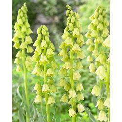 Hvitblomstret perserlilje - Hvit - XL-pakning - 50 stk