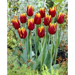 Tulipa Abu Hassan - Tulip Abu Hassan - XXXL pack  250 pcs
