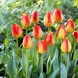 Tulp Banja Luka - Tulp Banja Luka - XXXL pak 250 st - 