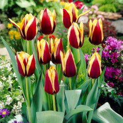 Tulipán "Gavota" - XXXL pack 250 uds