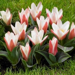 Tulipa coração - pacote XXXL 250 unidades