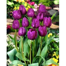 Tulipa Negrita - Tulip Negrita - XXXL pack  250 pcs