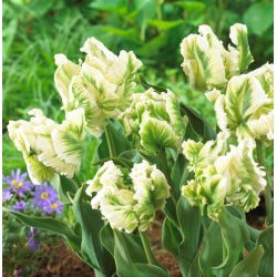 Tulipa Super Parrot - Tulip Super Parrot - XXXL balení 250 ks.