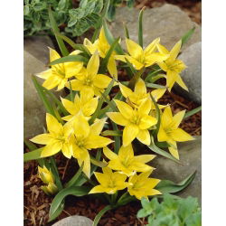 Tulipa Urumiensis - Tulipa Urumiensis - XXXL pakuotė 250 vnt.