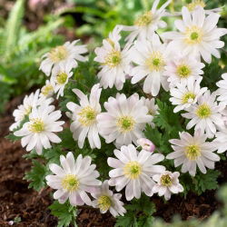 Anemone blanda White Splendor - pachet XXXL - 400 buc.