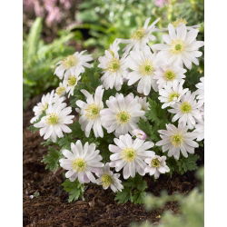 Anemone blanda White Splendor - pachet XXXL - 400 buc.