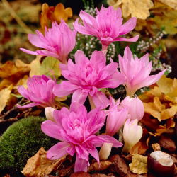 Colchicum Waterlily - Autumn Meadow Saffron Waterlily - pacote XL - 50 unid.