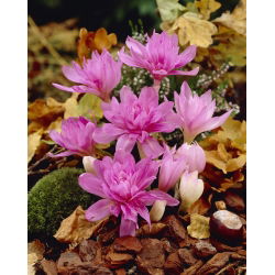 Colchicum Waterlily - Autumn Meadow Saffron Waterlily - pacote XL - 50 unid.