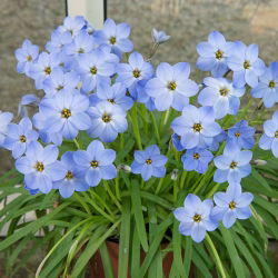 Ipheion Rolf Fiedler - Pomladna zvezda Rolf Fiedler - XXXL paket - 500 kos