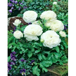 Ranunculus, Buttercup White - XXXL pakuotė - 500 vnt.