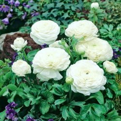 Ranunculus, Buttercup White - XXXL pakuotė - 500 vnt.