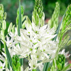 Camassia alba - XXL pakiranje 100 kom