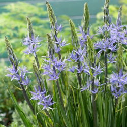 Camassia plava - XXL pakiranje 100 kom