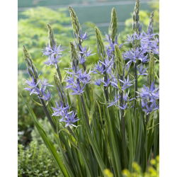 Camassia plava - XXL pakiranje 100 kom