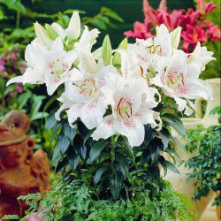 Lilium, Lily Muscadet - XL balení - 50 ks.