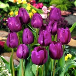 Tulipa Negrita - Tulip Negrita - XXXL pack  250 pcs