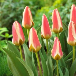 Tulip Tarafa - XXXL pack  250 pcs