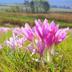 Colchicum The Giant - Autumn Meadow Saffron The Giant - pacote XL - 50 unid.