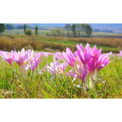 Colchicum The Giant - Autumn Meadow Saffron The Giant - pacote XL - 50 unid.